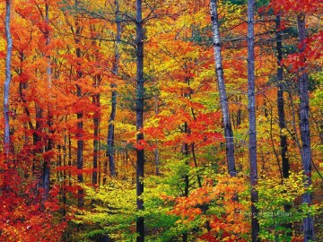 Bright fall foliage autumn in New Hampshire Oil Paintings